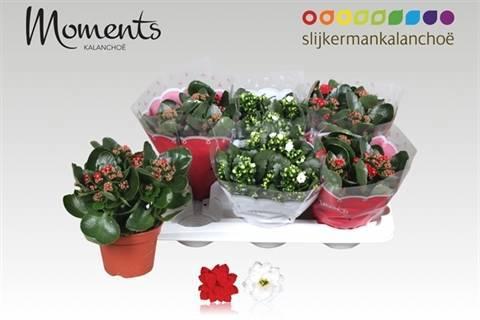 Горшечные цветы и растения оптом Kal Ge Gem 2 Kl от 6шт из Голландии с доставкой по России