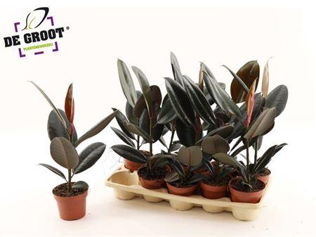 Горшечные цветы и растения оптом Ficus El Abidjan от 10шт из Голландии с доставкой по России