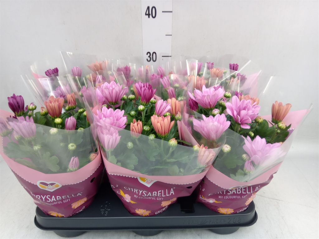 Горшечные цветы и растения оптом Chrysanthemum   ..mix/pot от 8шт из Голландии с доставкой по России
