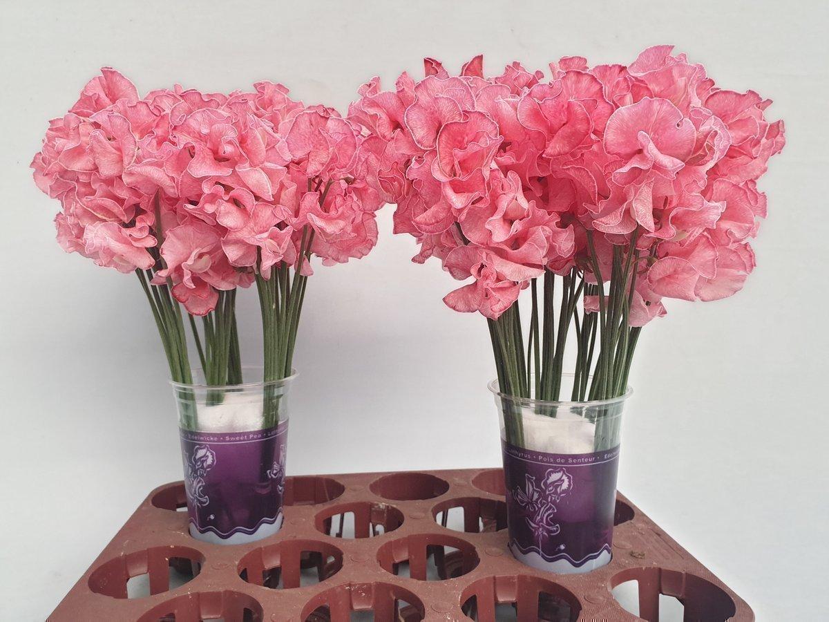 Срезанные цветы оптом Lathyrus paint red magic от 100шт из Голландии с доставкой по России