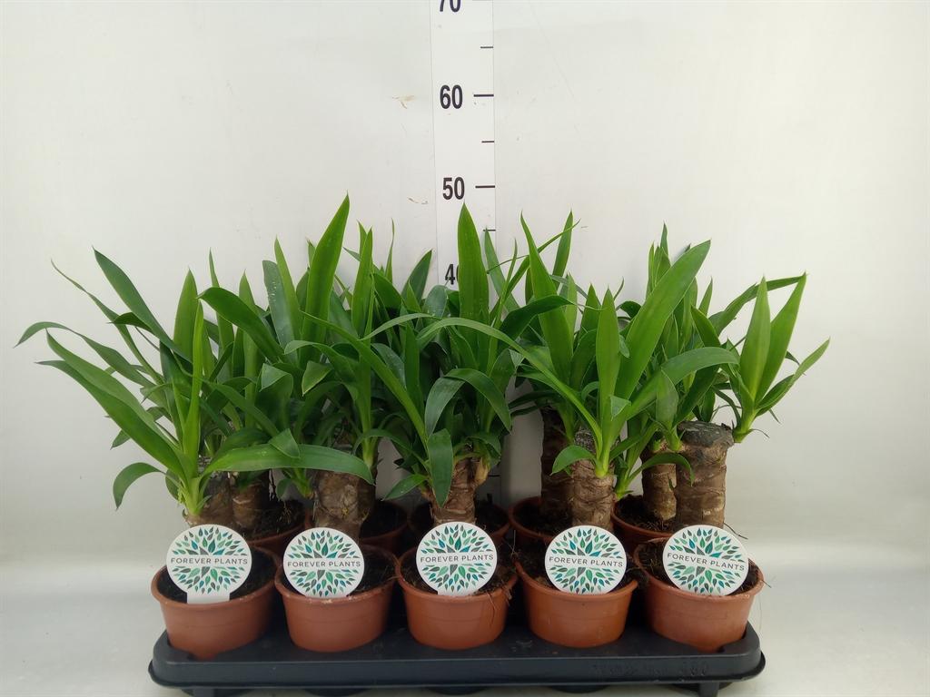 Горшечные цветы и растения оптом Yucca   ... от 10шт из Голландии с доставкой по России