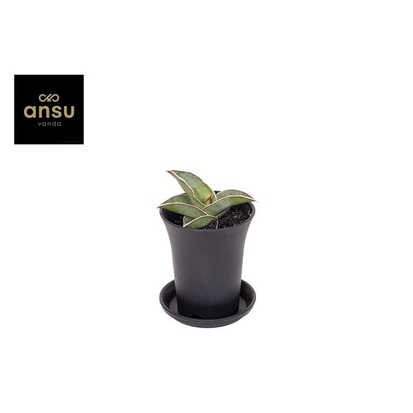 Горшечные цветы и растения оптом Sansevieria Almond Silver In Sierpot от 9шт (для телеги) из Голландии с доставкой по России