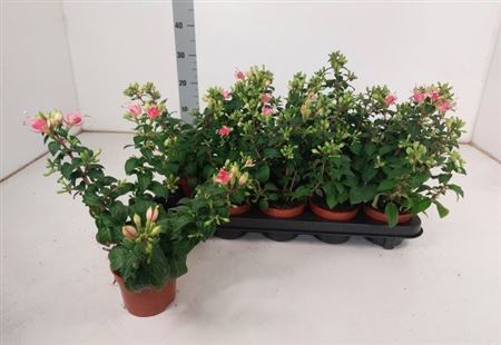 Горшечные цветы и растения оптом Fuchsia W Jubelteen * Spring Deal * от 10шт из Голландии с доставкой по России