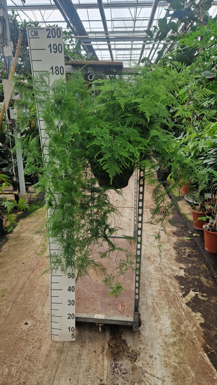 Горшечные цветы и растения оптом Asparagus Setaceus Hangplant Xl от 1шт из Голландии с доставкой по России