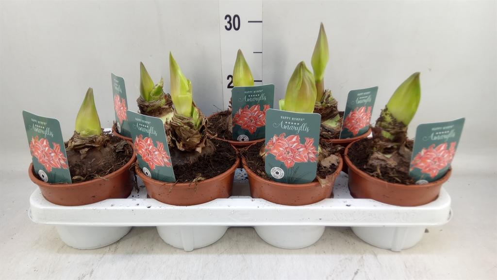 Горшечные цветы и растения оптом Hippeastrum   ... от 7шт'' из Голландии с доставкой по России