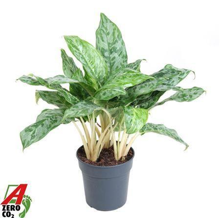 Горшечные цветы и растения оптом Aglaonema Peacock от 1шт из Голландии с доставкой по России