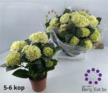 Горшечные цветы и растения оптом Hydr M Hi White Sun 5-6 от 4шт из Голландии с доставкой по России