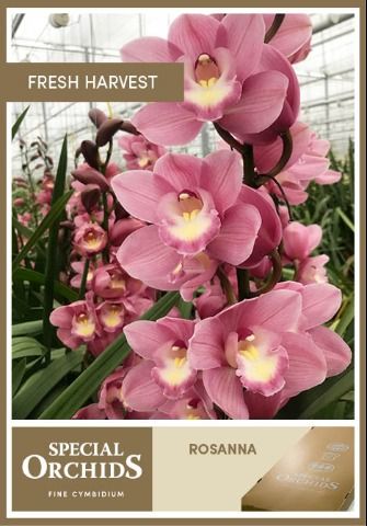 Срезанные цветы оптом Cymbidium pink bella donna rosanna от 6шт.. из Голландии с доставкой по России