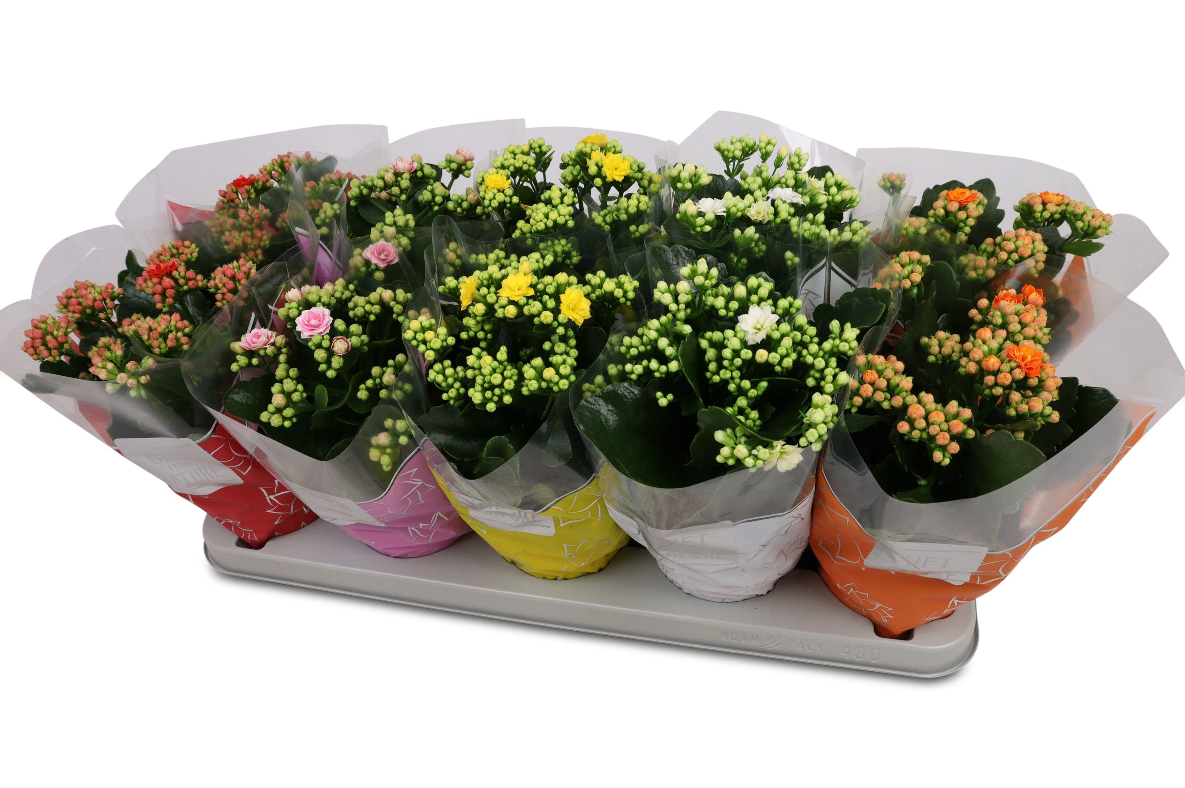 Горшечные цветы и растения оптом Kalanchoe Perfecta Mix от 10шт из Голландии с доставкой по России