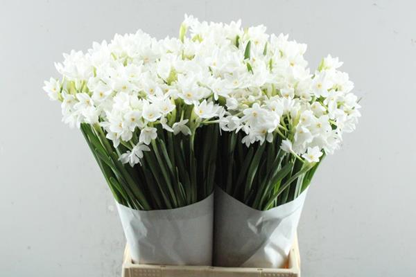 Срезанные цветы оптом Narcissus sp ziva paper white от 100шт из Голландии с доставкой по России