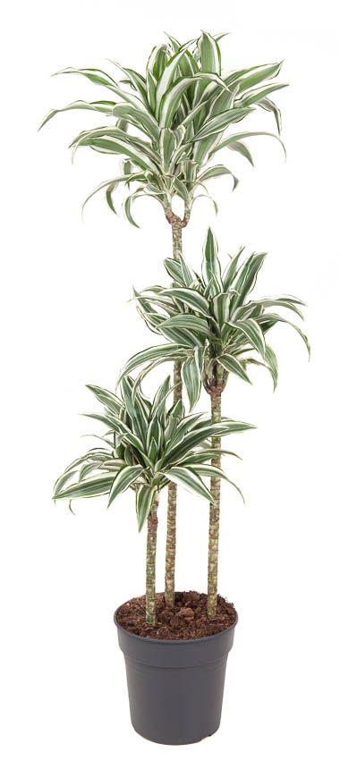 Горшечные цветы и растения оптом Drac White Jewel 90-60-30 от 1шт из Голландии с доставкой по России