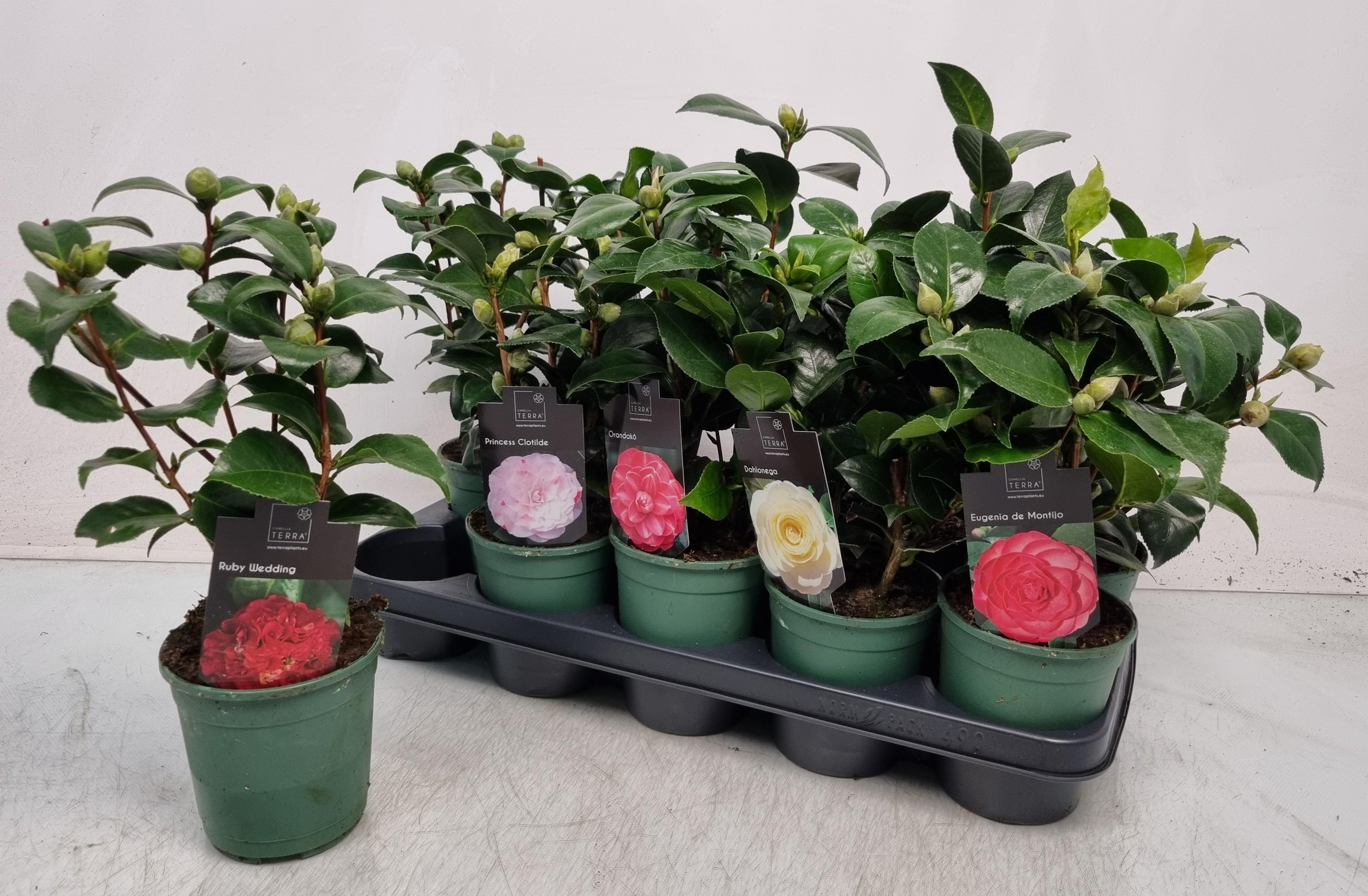 Горшечные цветы и растения оптом Camellia Japonica от 10шт из Голландии с доставкой по России Горшечные цветы и растения оптом Camellia Japonica от 10шт из Голландии с доставкой по России