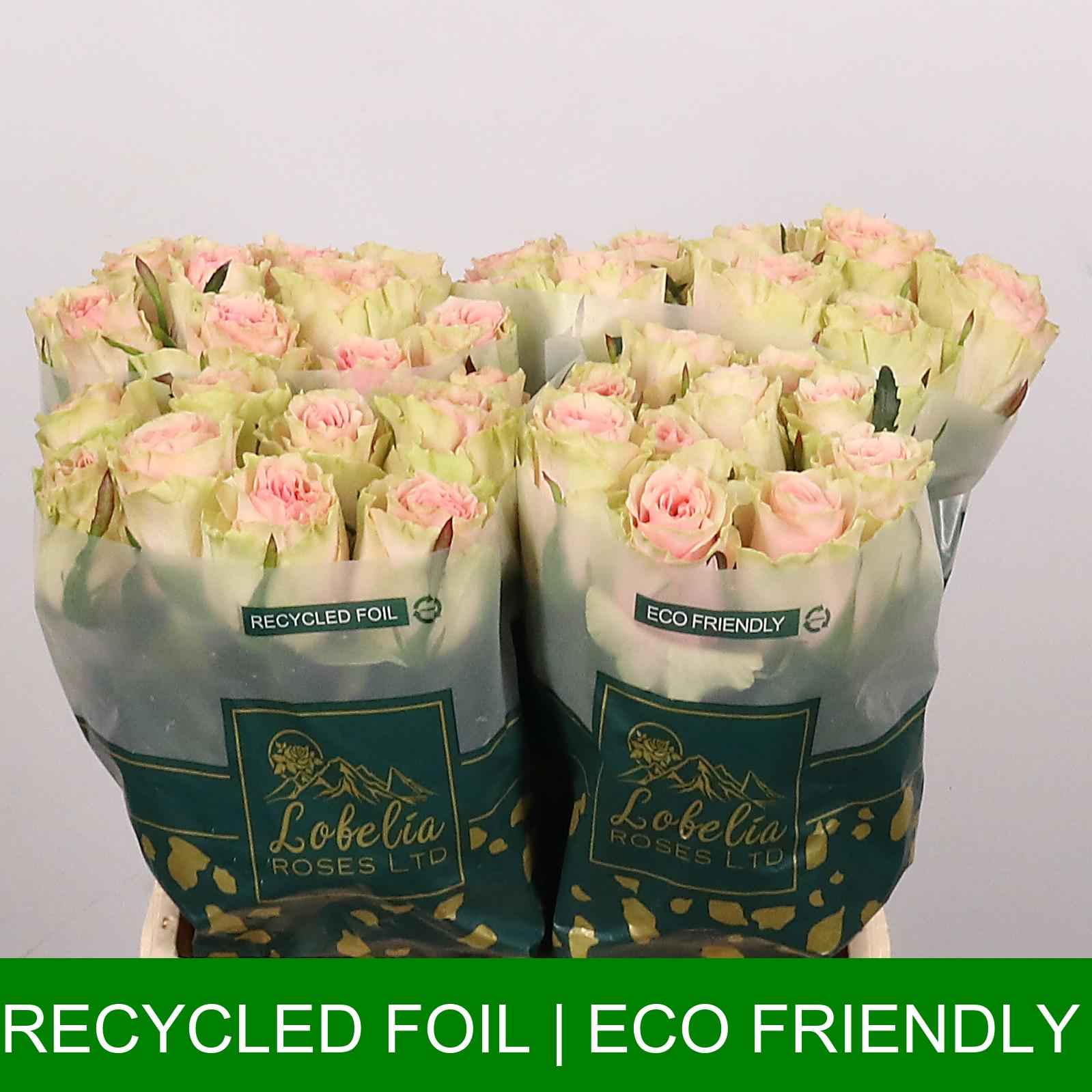 Срезанные цветы оптом Rosa la frutteto от 50шт из Голландии с доставкой по России