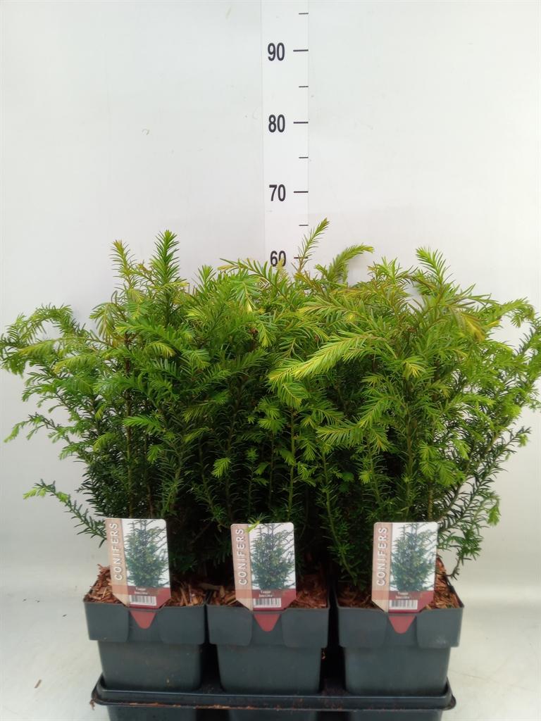 Горшечные цветы и растения оптом Taxus Baccata от 6шт из Голландии с доставкой по России