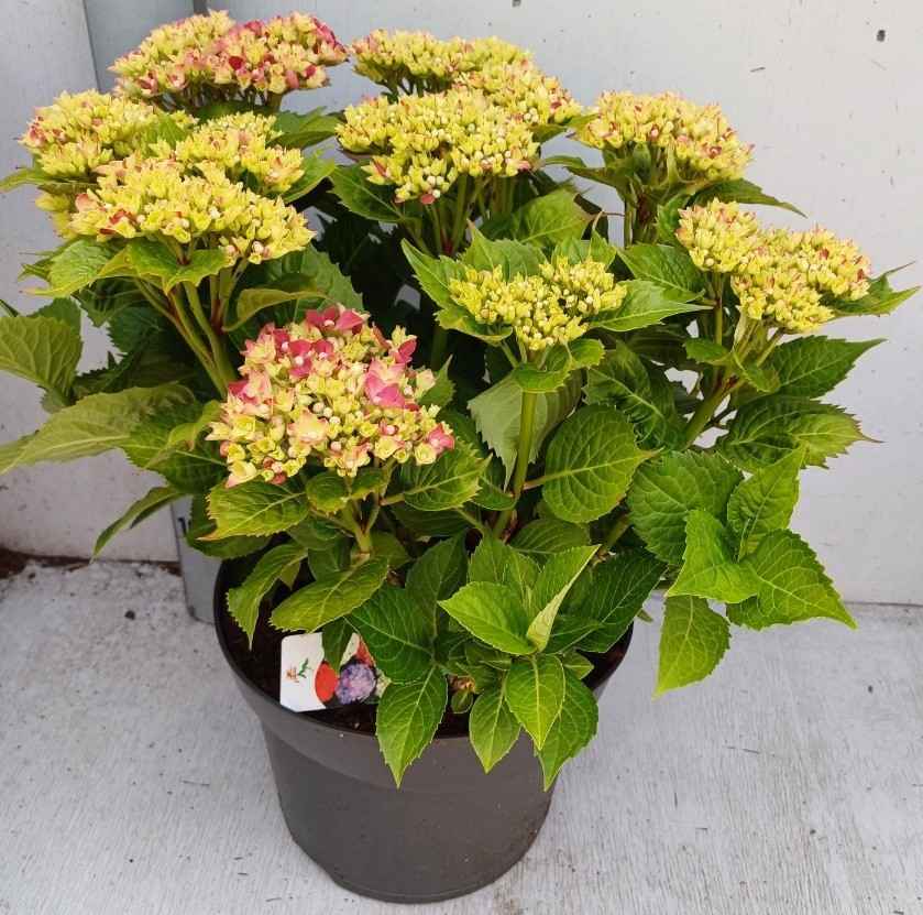 Горшечные цветы и растения оптом Hydr M Leuchtfeuer от 1шт из Голландии с доставкой по России