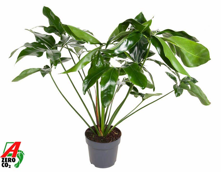 Горшечные цветы и растения оптом Philodendron Green Wonder от 1шт из Голландии с доставкой по России