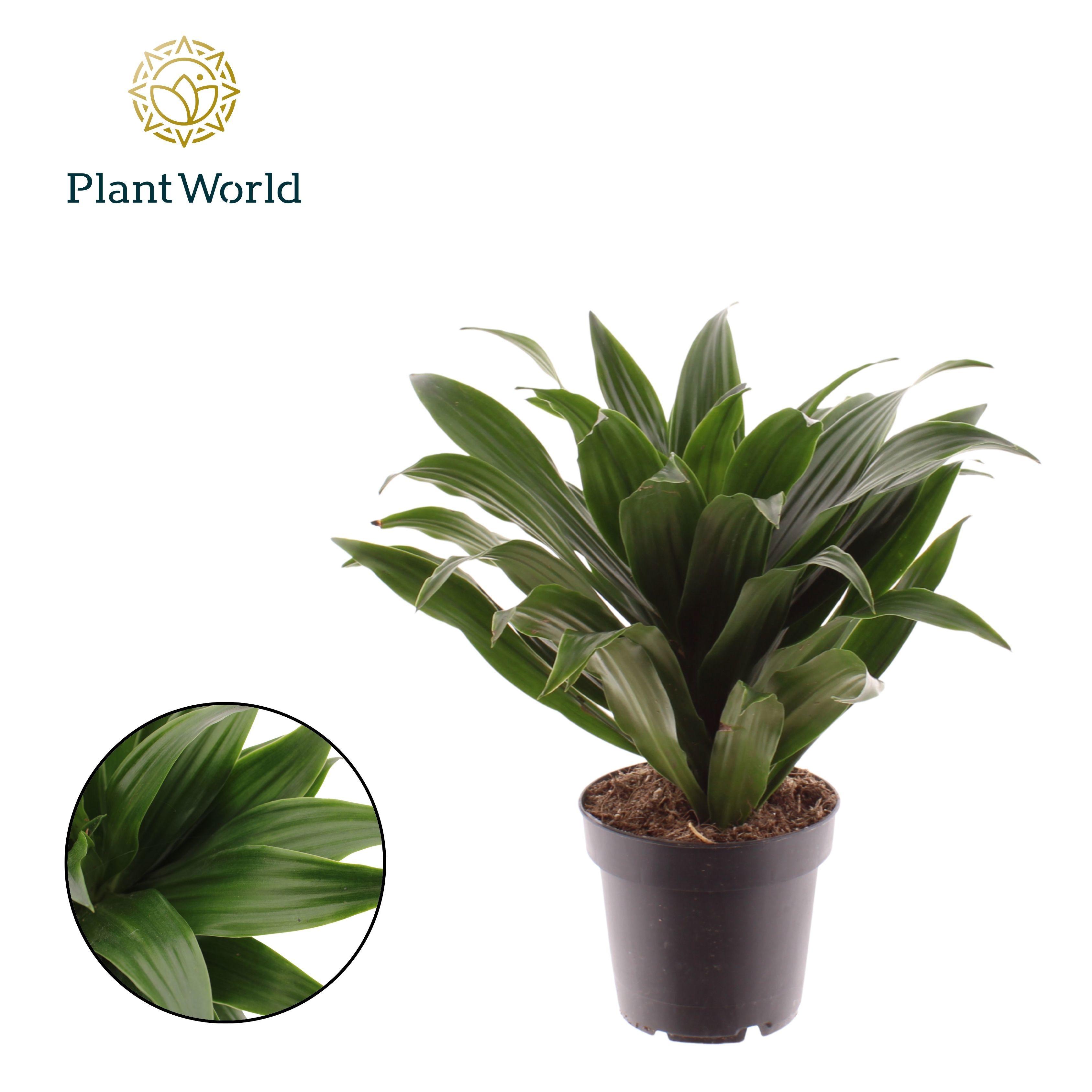 Горшечные цветы и растения оптом Dracaena Fragrans Compacta от 10шт из Голландии с доставкой по России