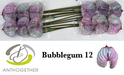 Срезанные цветы оптом Anthurium paint bubblegum от 12шт из Голландии с доставкой по России