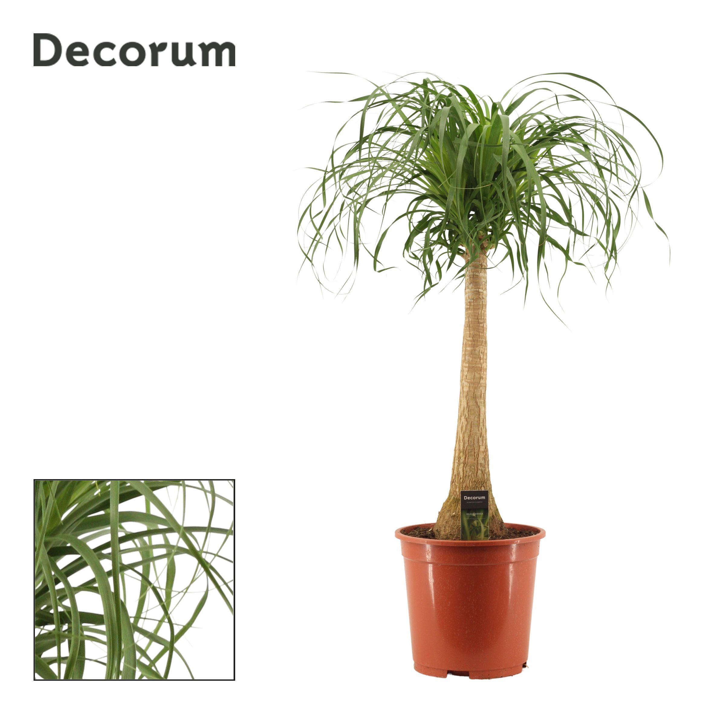 Горшечные цветы и растения оптом Beaucarnea On Stem (decorum) от 1шт из Голландии с доставкой по России