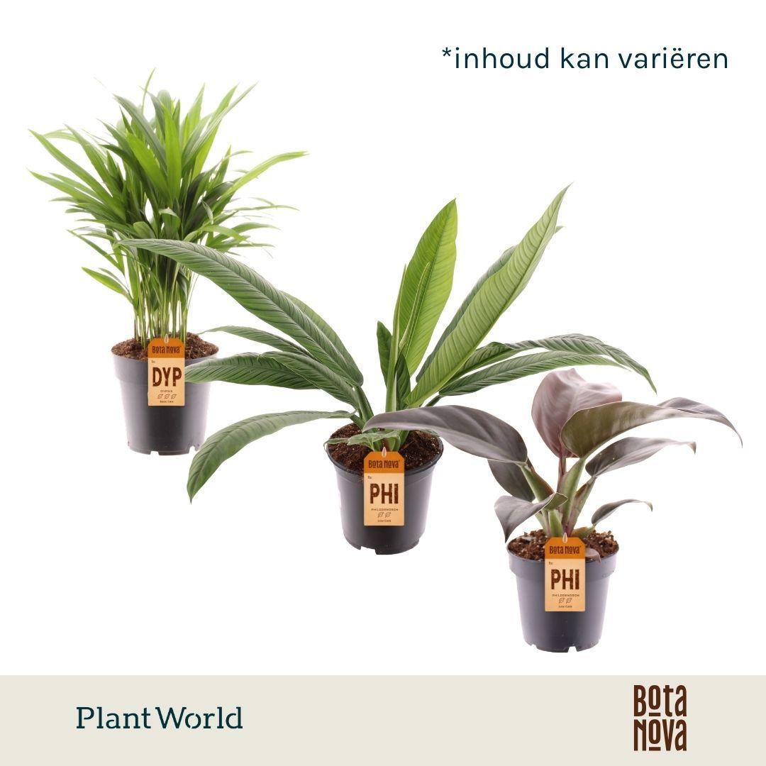 Горшечные цветы и растения оптом Plantmix Island Saver от 6шт из Голландии с доставкой по России