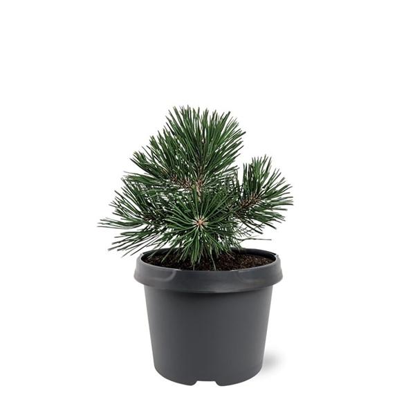 Горшечные цветы и растения оптом Pinus Mugo Green Pearl от 1шт из Голландии с доставкой по России
