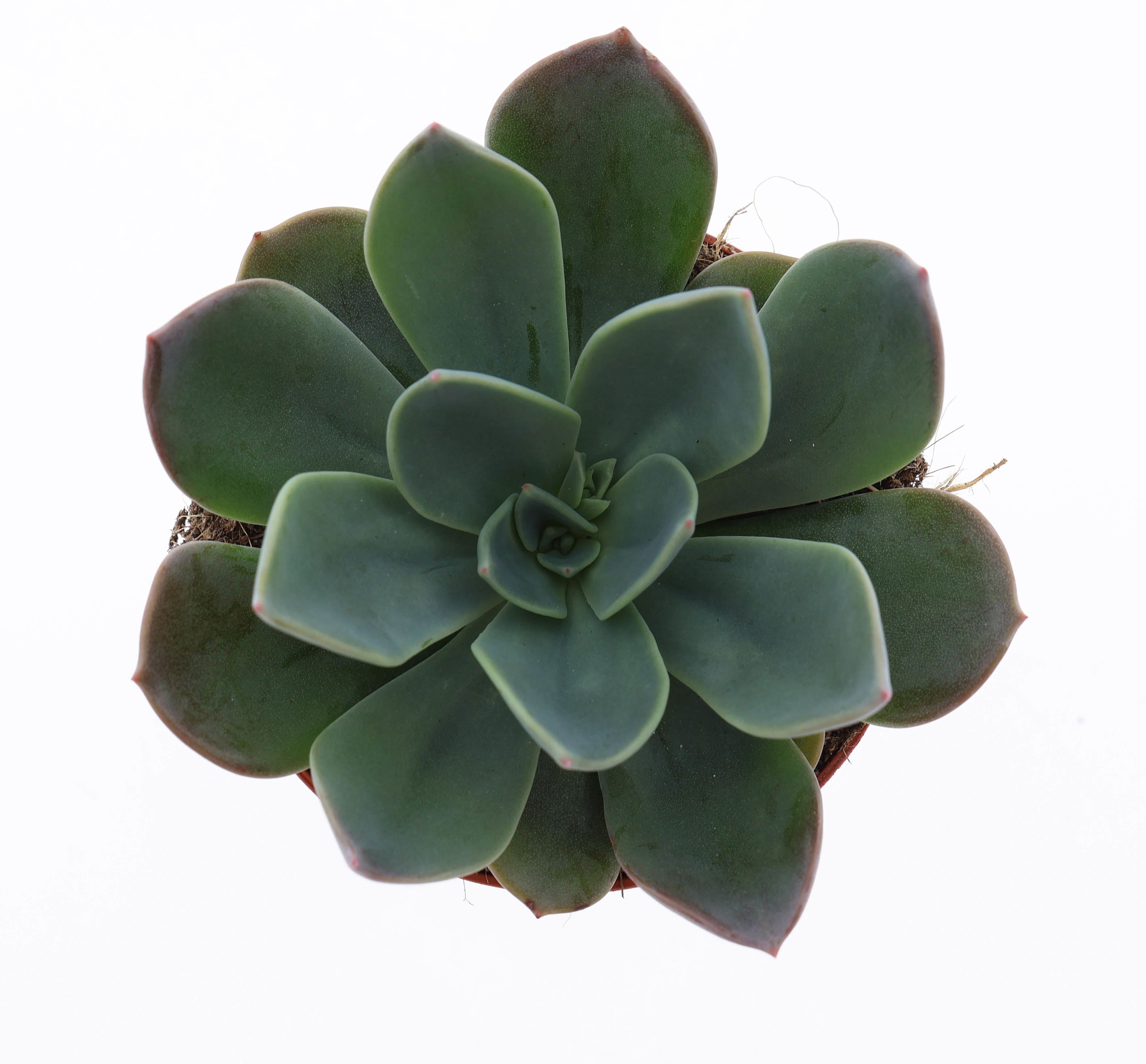Горшечные цветы и растения оптом Echeveria Blue Prince от 12шт (для телеги) из Голландии с доставкой по России