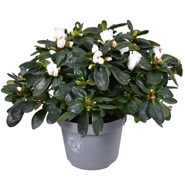 Горшечные цветы и растения оптом Azalea White от 6шт из Голландии с доставкой по России