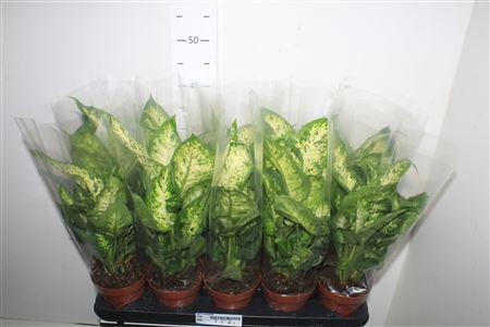 Горшечные цветы и растения оптом Dieff Compacta от 10шт из Голландии с доставкой по России