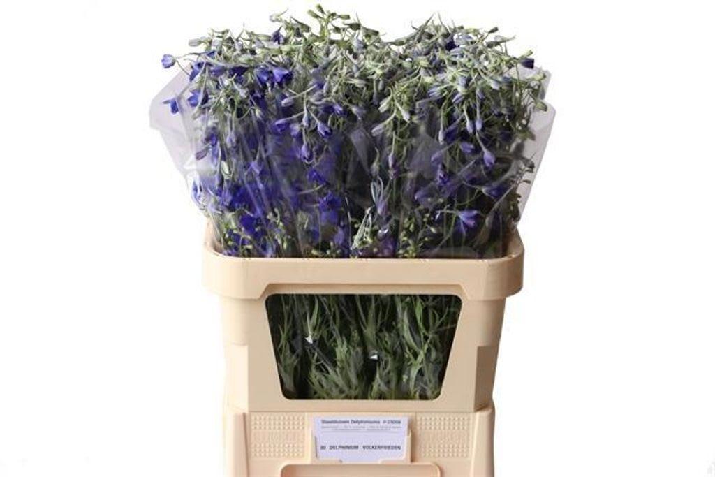 Срезанные цветы оптом Delphinium si bel volkerfrieden от 80шт из Голландии с доставкой по России