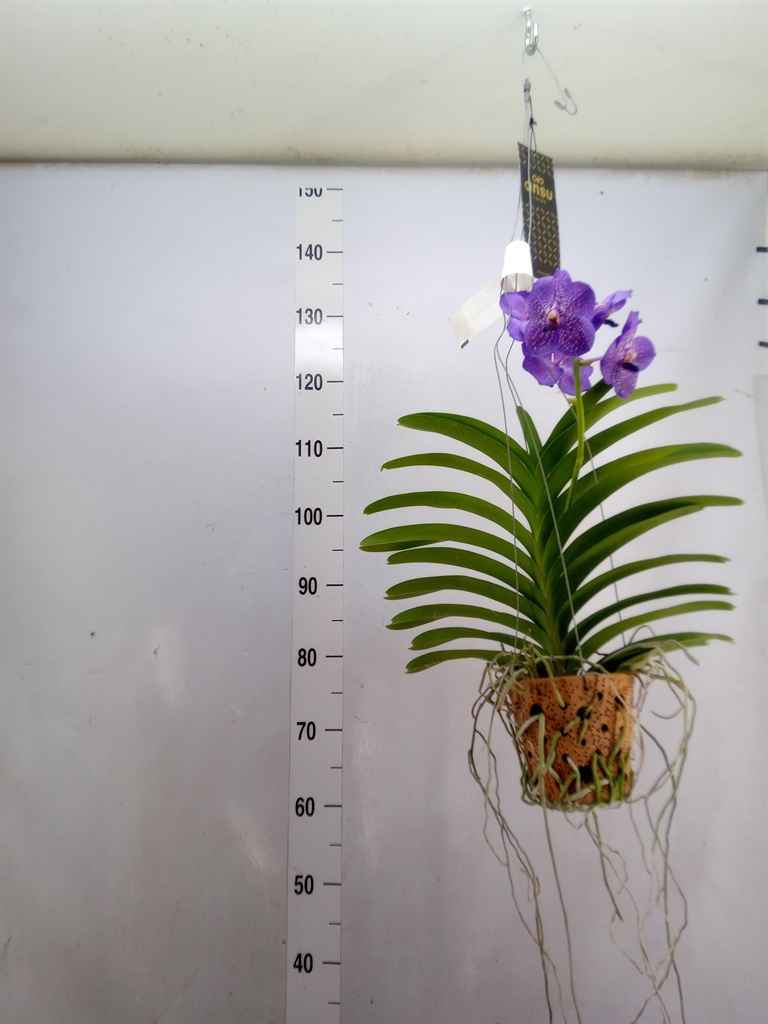 Горшечные цветы и растения оптом Vanda  Hybriden от 1шт из Голландии с доставкой по России