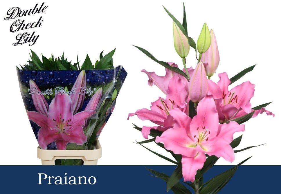 Срезанные цветы оптом Lilium or praiano от 30шт. из Голландии с доставкой по России