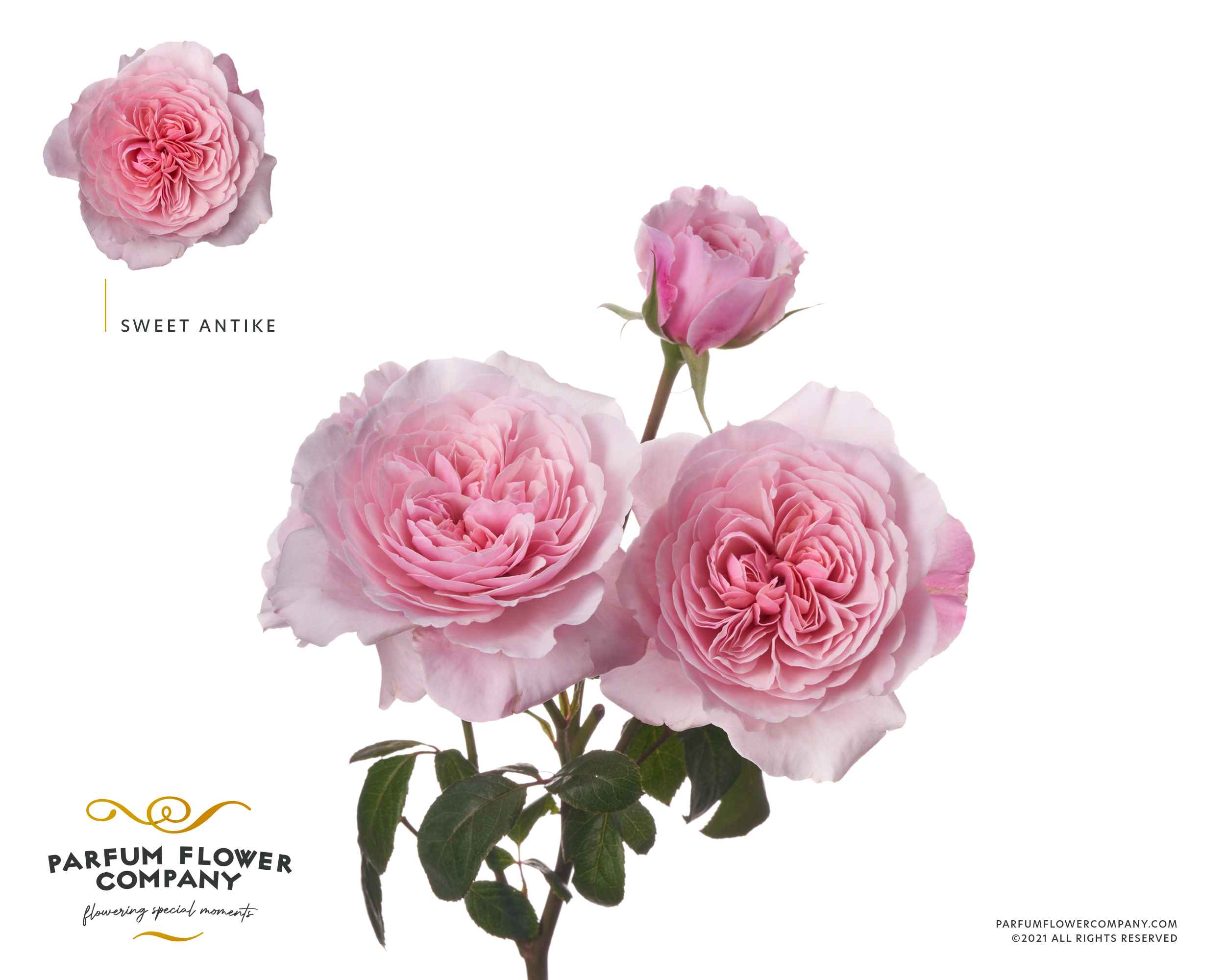 Срезанные цветы оптом Rosa sp garden sweet antike от 24шт из Голландии с доставкой по России