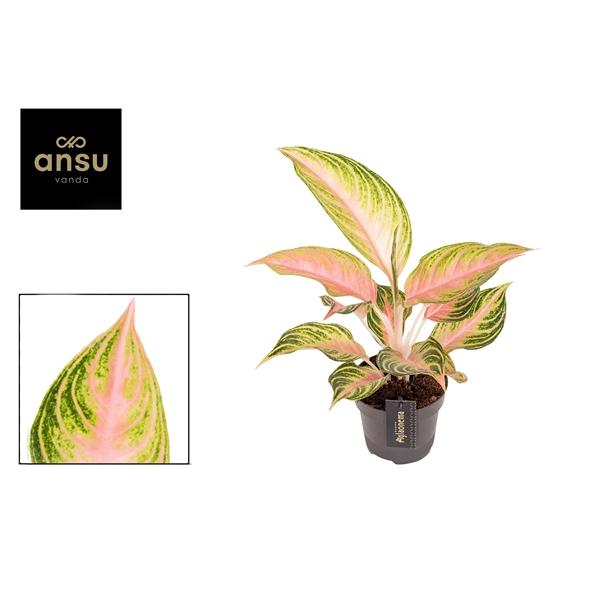 Горшечные цветы и растения оптом Aglaonema Eyecatcher от 6шт из Голландии с доставкой по России