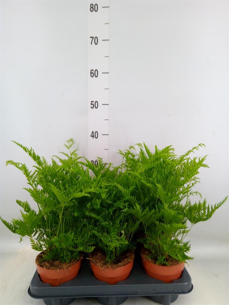 Горшечные цветы и растения оптом Pteris Straminea от 6шт из Голландии с доставкой по России