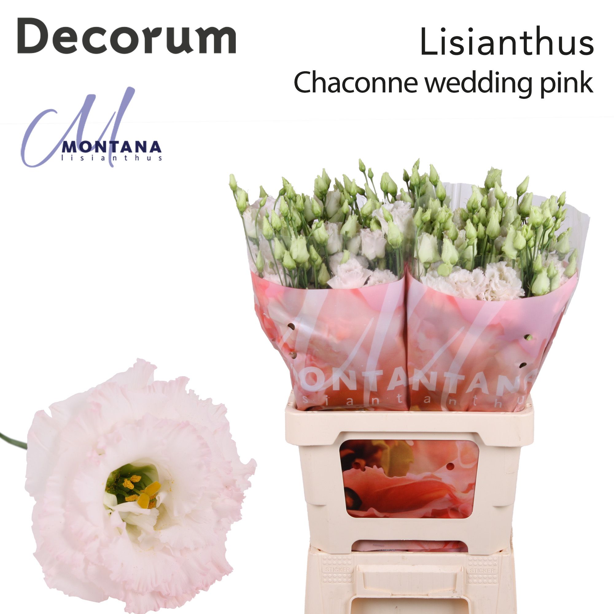 Срезанные цветы оптом Lisianthus do chaconne wedding pink от 60шт из Голландии с доставкой по России