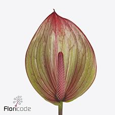 Срезанные цветы оптом Anthurium barika от 16шт из Голландии с доставкой по России