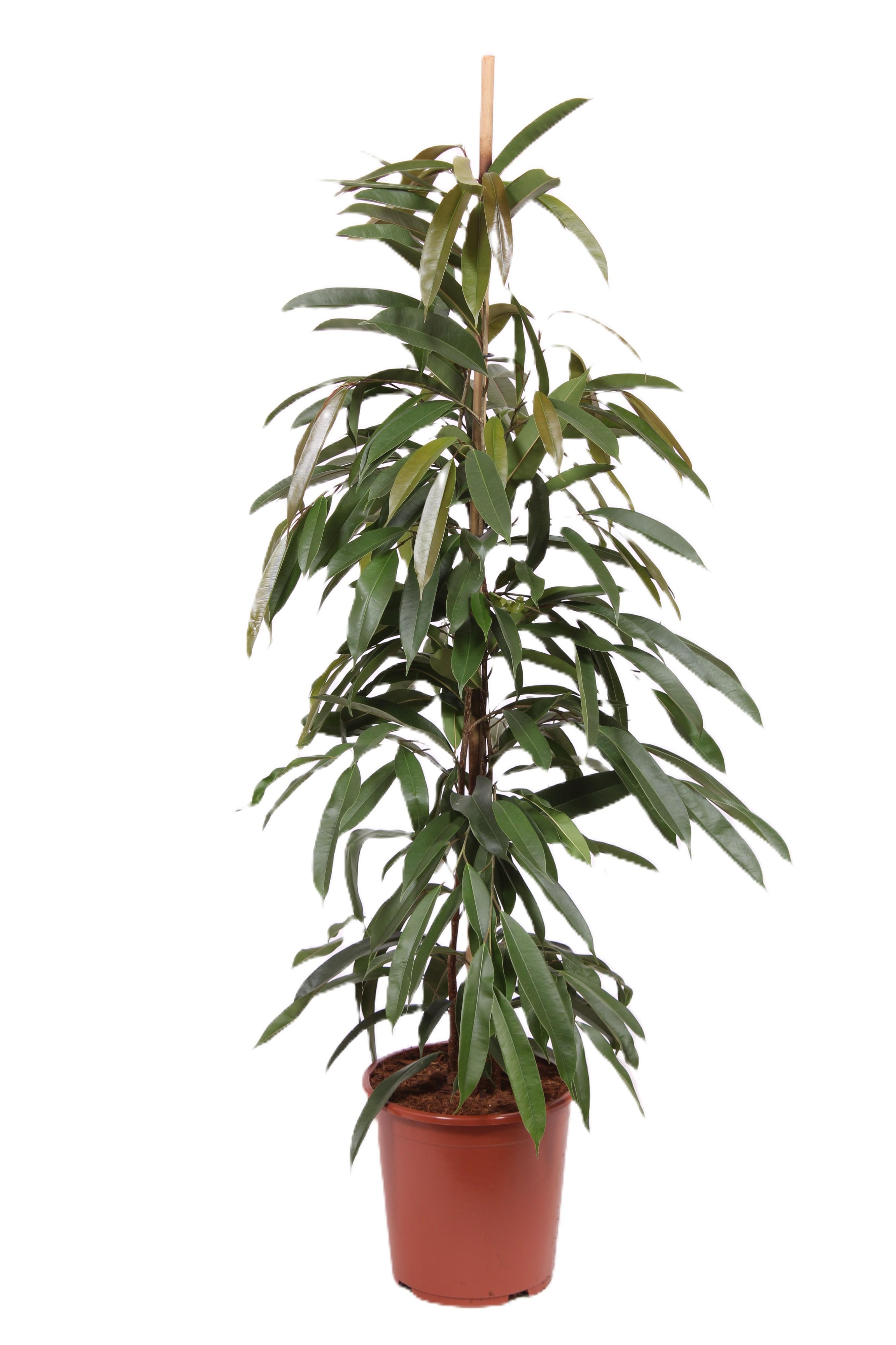Горшечные цветы и растения оптом Ficus Bin Amstel King от 1шт из Голландии с доставкой по России