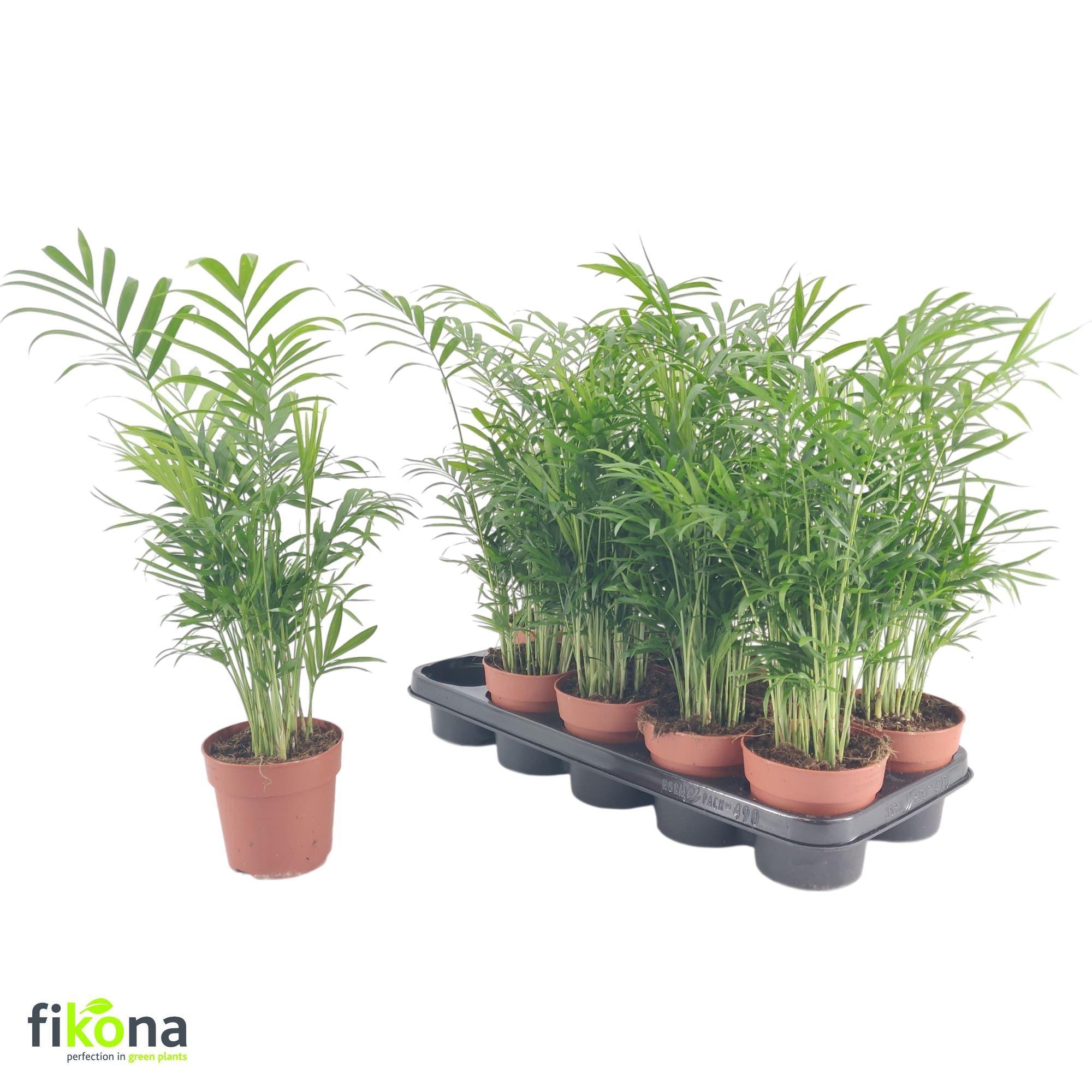 Горшечные цветы и растения оптом Chamaed Elegans от 10шт из Голландии с доставкой по России