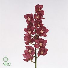 Срезанные цветы оптом Cymbidium red dream от 8шт. из Голландии с доставкой по России