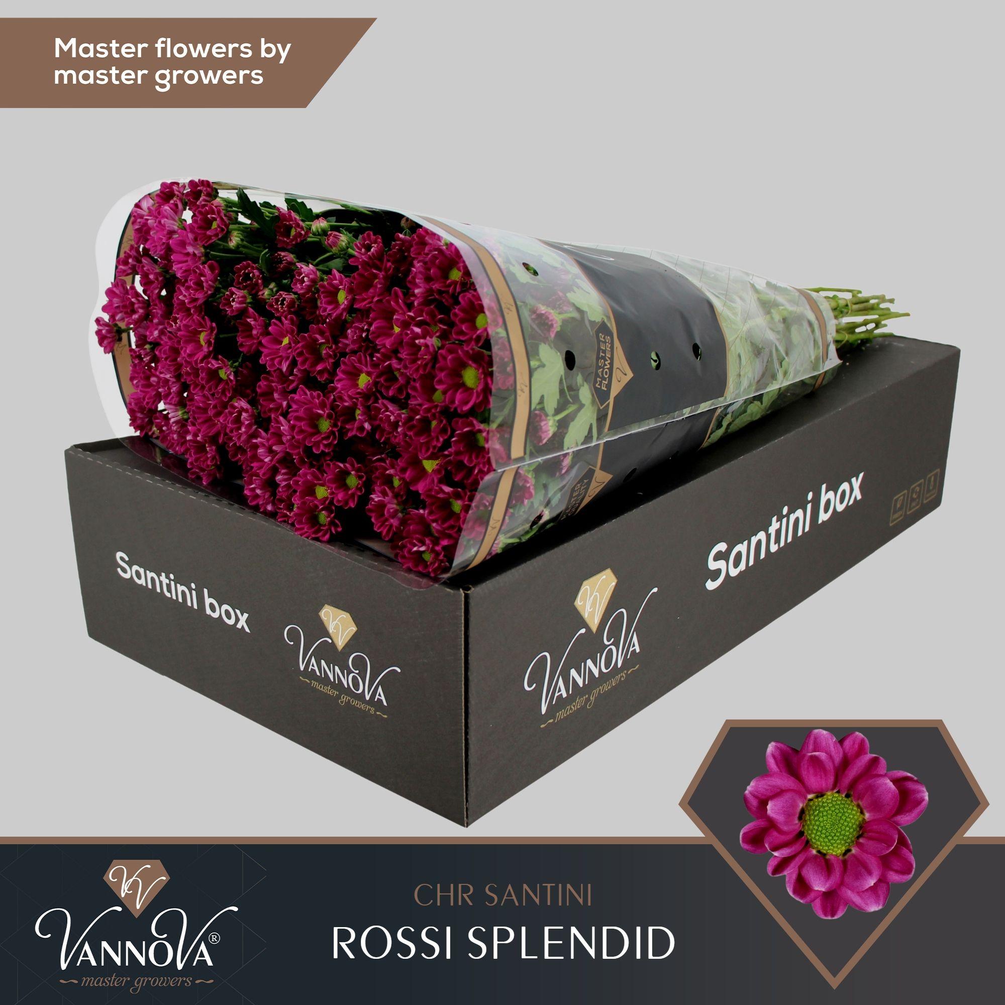 Срезанные цветы оптом Chrys sa rossi splendid от 25шт из Голландии с доставкой по России