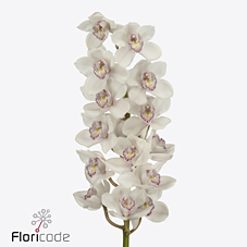 Срезанные цветы оптом Cymbidium white calypso от 12шт из Голландии с доставкой по России