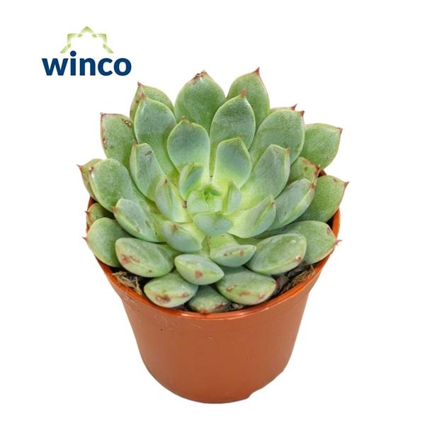 Горшечные цветы и растения оптом Echeveria Fabiola Blue от 20шт (для телеги) из Голландии с доставкой по России