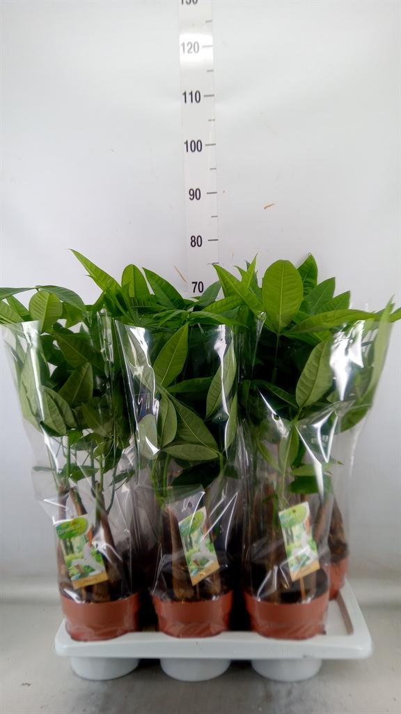 Горшечные цветы и растения оптом Pachira Aquatica от 6шт из Голландии с доставкой по России