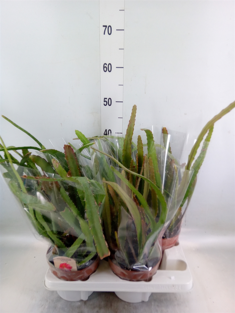 Горшечные цветы и растения оптом Epiphyllum   ... от 4шт из Голландии с доставкой по России