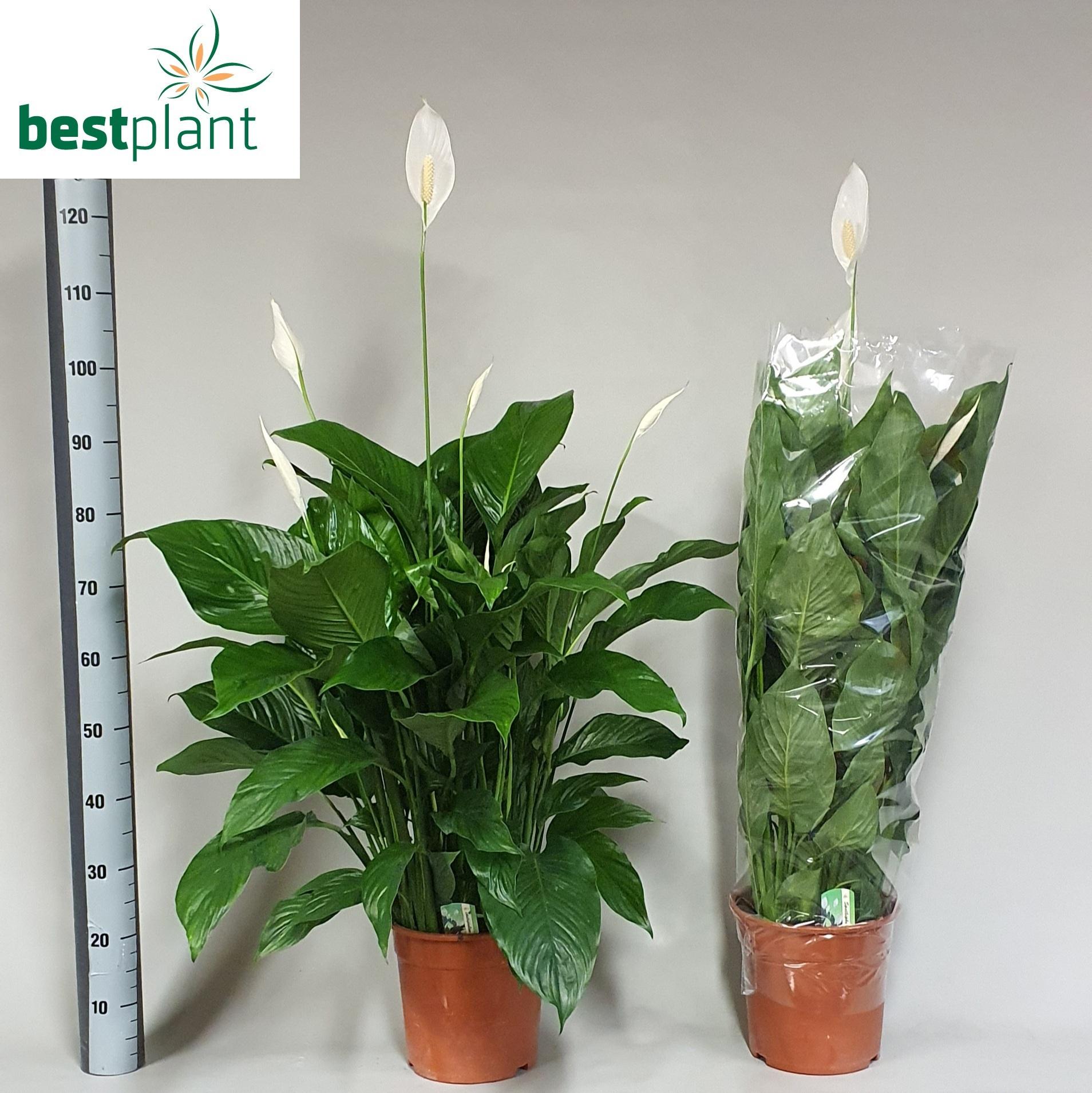 Горшечные цветы и растения оптом Spath Sweet Lauretta от 1шт из Голландии с доставкой по России