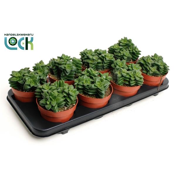 Горшечные цветы и растения оптом Crassula Spring Time от 8шт из Голландии с доставкой по России
