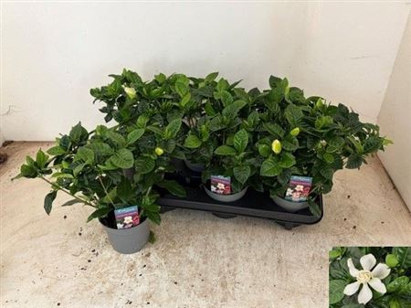 Горшечные цветы и растения оптом Gardenia Jasminoides от 6шт из Голландии с доставкой по России