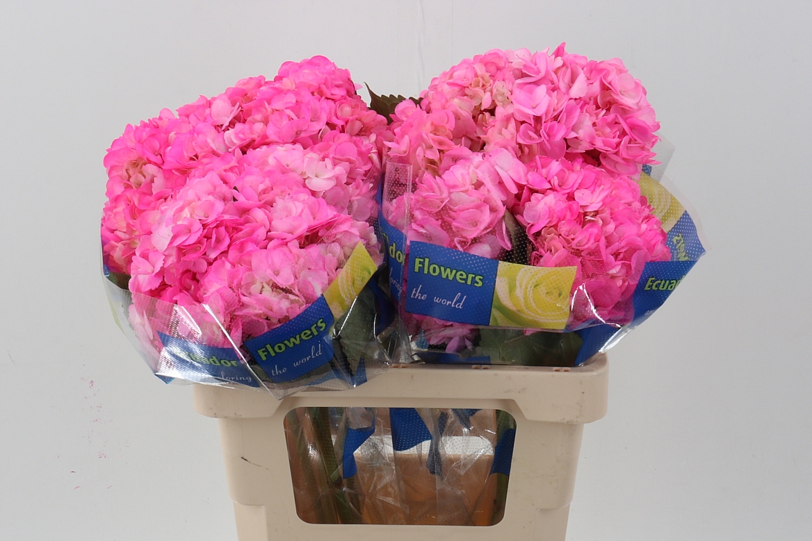 Срезанные цветы оптом Hydrangea pink candy от 10шт из Голландии с доставкой по России