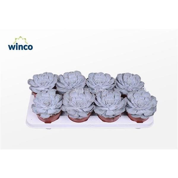 Горшечные цветы и растения оптом Echeveria Lilacina от 8шт из Голландии с доставкой по России