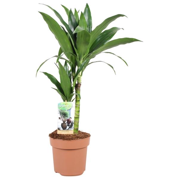 Горшечные цветы и растения оптом Drac Janet Craig 30-15 от 1шт из Голландии с доставкой по России